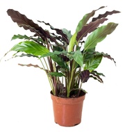 Shade Loving Calathea rufibarba, Velvet Calathea (0.3m)