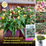 Original Colorful Chili Pepper Seeds for Planting 40pcs High Yield Bolivian Rainbow Chili Pepper Pla