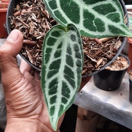 anthurium silver blush x waroq tanaman