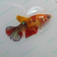 cupang plakat nemo yellowbase galaxy betina real