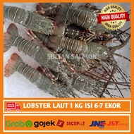 Lobster Laut Frozen Fresh Premium 1 Kg isi 5-7 Ekor - Lobster Segar