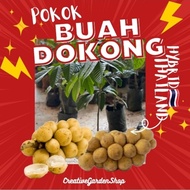 Pokok Dokong (hybrid) thai murah/ pokok dokong cepat berbuah