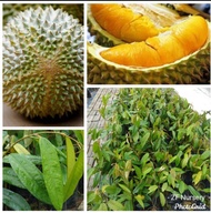 Anak pokok durian musang king