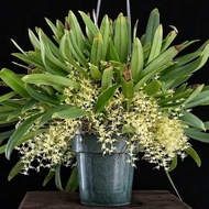 anggrek bulbophyllum flavescens