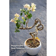 Bougainvillea Bonsai Live Plant Pokok Bunga Kertas盆景 三角梅 小盆栽 风水植物