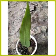 ∧ ╰ ➖ queen of the night cactus plant