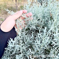 Color Leaf Cypress Supply Modeling Manufacturer Flower Courtyard Plant Ornamental Blue Ice Plant Cyp