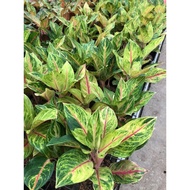 aglaonema red panama induk bvagfx 6289wv