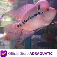 IKAN HIAS LOUHAN IMPOR IMPORT FLOWERHORN AIR TAWAR