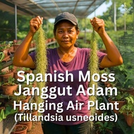 Pokok Janggut /Janggut Adam Spanish Moss