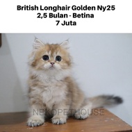 BRITISH LONGHAIR KITTEN ANAK KUCING BLH