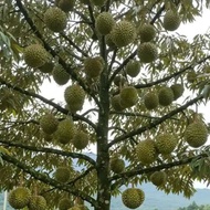 CAMPURAN BAJA FAHIM UNTUK POKOK DURIAN LENGKAP NPK 3IN1 ( PEK JIMAT 700 GRAM)
