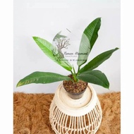 tanaman hias philo linet/ philodendron lynette