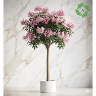 Tabebuya Ornamental Plant with Pink Flowers 1 Meter Suitable as a Ornamental Tree to Shade the Yard