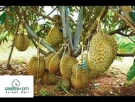 Durian Monthong Fruit Tree Anak Pokok Buah Bantal Mas 泰国榴莲王