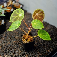 Begonia sp. Soralungun Sumatra [ RARE Plant ]