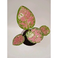 Sindo - Aglaonema Tricolour Live Plant UGYERICNK2