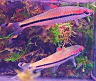 【成崧水族】一眉道人魚 一眉道人 小型魚 熱帶魚