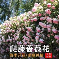 現貨  特價 小欣種業薔薇花種籽四季開花盆栽花卉大花月季花種子庭院觀賞爬藤攀巖花籽