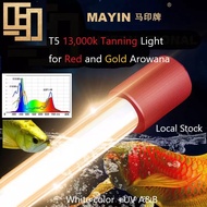 Mayin authorized SG seller - Mayin T5 13,000k Tanning light 3ft 4ft 5ft for red gold arowana submersible UVA UV