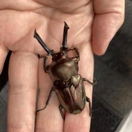 【酷力將】彩虹鍬形蟲 (♂58mm  ♀free)黑色型 成蟲成對250310C