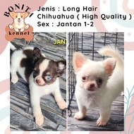 Long Hair Chihuahua Stambum Chihuahua Jantan Betina Tea Cup Proyektor Emas