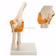 Human Elbow Joint Model Anatomy Elbow Joint Medical Model Orthopedics Medical Teaching Supplies