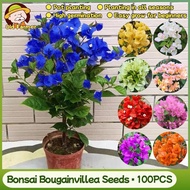 100% Legit Rare Bougainvillea Seeds Mixed Flowering Seeds 100pcs Bonsai Bougainvillea Live Plant Gar