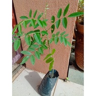 1 polibeg benih indigofera