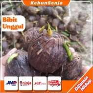 BIBIT KECAMBAH PINANG PANDAN WANGI UNGGUL