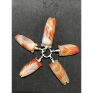 Dog Stone Cicada Meaning: People Who Are Holding To Enhance Their Memory Learning.