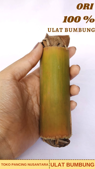 BARU ULAT BUMBUNG ULAT UMPAN PANCING ULAT BAMBU UMPAN MANCING AMPUH BISA BAYAR DIRUMAH