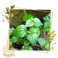 pansit-pansitan seeds