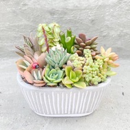 【荳荳多肉】【橢圓泥盆植栽組合】喬遷│送禮│升遷│多肉植物