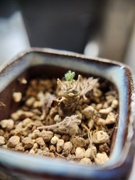 白皮月界 Sarcocaulon peniculinum/ Monsonia peniculina 稀有納米比亞塊根多肉植物