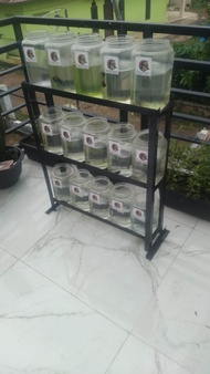 rak ikan cupang