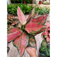 ◇♈♨Aglaonema Red Wishes (Live Plants) Actual Pic