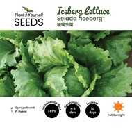 [7.6g] BENIH Selada Iceberg / SEEDS Iceberg Lettuce / 种子 - 玻璃生菜