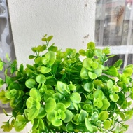 Young green vine branches (apple tree branches) decorate the home, super beautiful decor