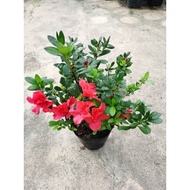 Azalea flower plant (进口杜鹃花）