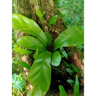 POKOK LANGSUIR HIASAN RUMAH