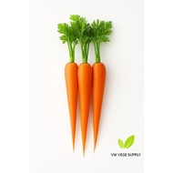 Carrot China (1 box= 4.5 kg)