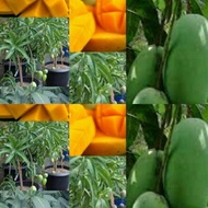ANAK POKOK MANGGA HYBRID TAIWAN Buah Buahan Fruits Live Plant [WEST MALAYSIA ONLY]