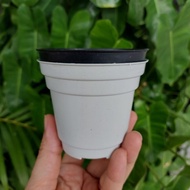 GOL BASIC 8 Pot bunga semai Pot murah Pot polos Pot basic Pot es krim