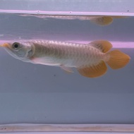 Ikan Arwana Super Red 22-24 cm. Ikan Arwana. Ikan Hias