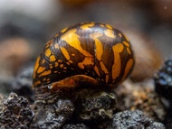 Nerite snail batik freshwater(no doa)