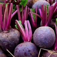 benih BUAH BIT buah beet F1 ayumi beetroot  isi 10 biji