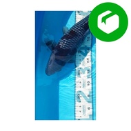 Ikan Koi Import - Ginrin Ochiba - 42 BU - Seijyuro Narita Koi Farm