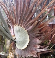 P.veitchii XIV Australia spore 澳銀 鹿角蕨孢子苗