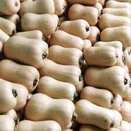 50 Benih Labu madu butternut varietas Jacqueline F1 Enza Zaden -MG